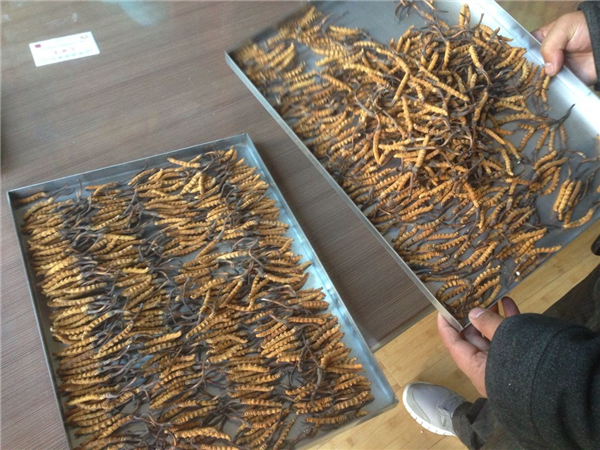 立式冷凍干燥機在操作時有什么要領可言呢？