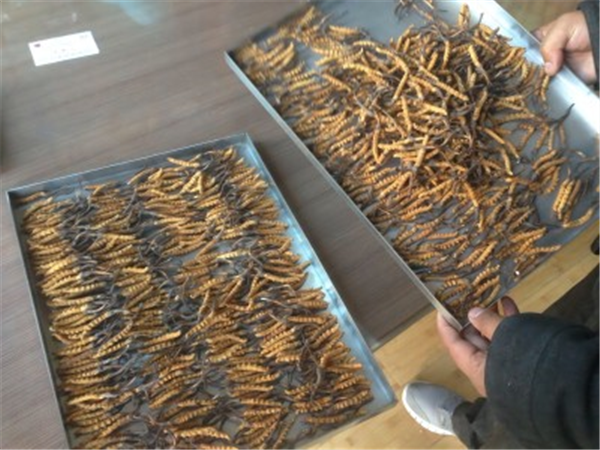 制藥凍干機的冷凍和干燥過程中如何確保產品的穩(wěn)定性？